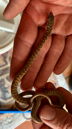 Aug 1 - Today's excitement - A newly hatched Red Racer in the house! 
Thank you Brian/Rattlesnake Solutions.